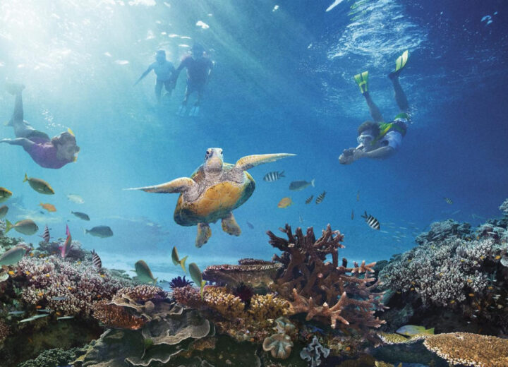 Persona haciendo snorkel sobre arrecife rocoso con peces de colores en Loreto