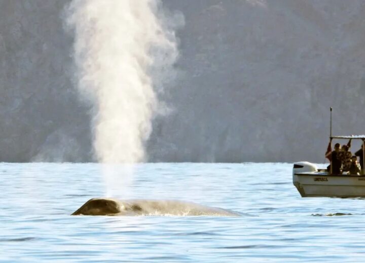 Soplo de ballena azul en el Mar de Cortés frente a Loreto