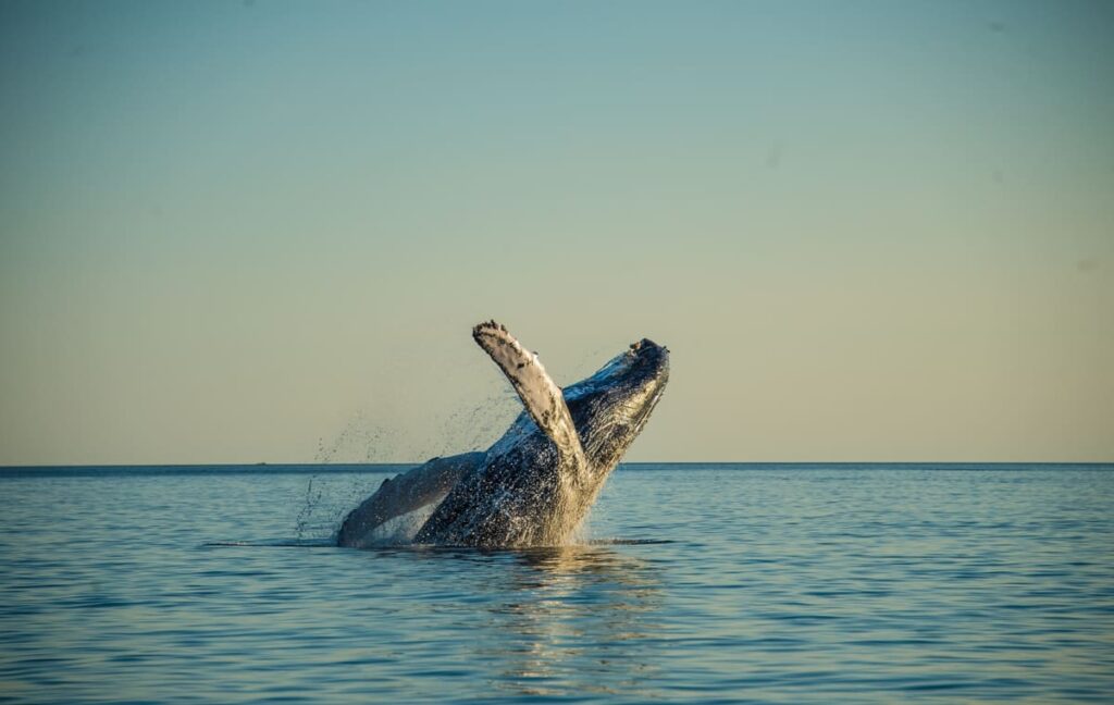 Whale watching